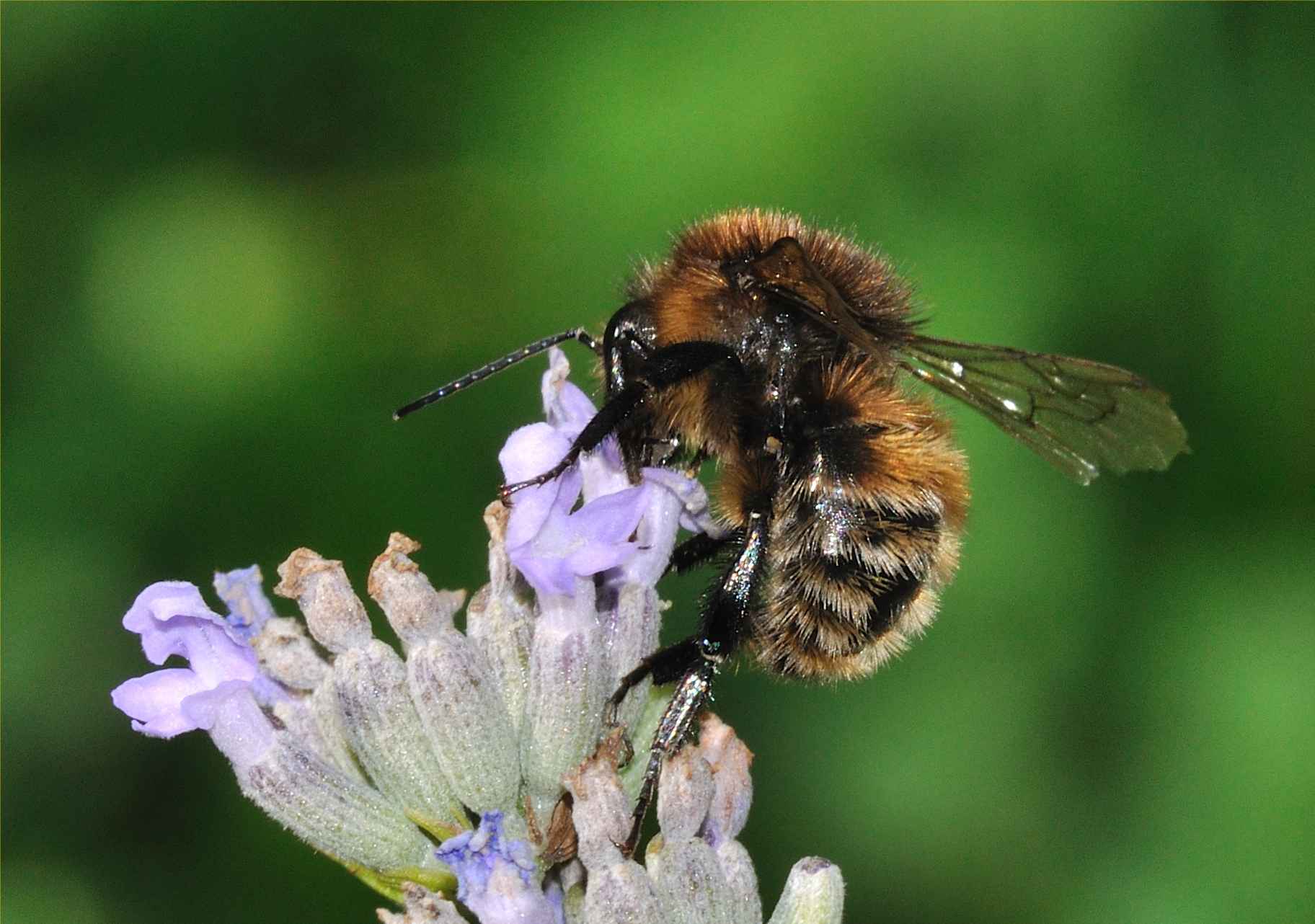Quale Bombus ?